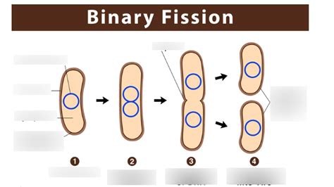 binary fission def|what is binary fission quizlet.